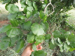 Sarcomphalus joazeiro