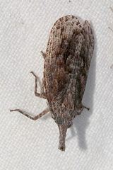 Eurinopsyche obscurata