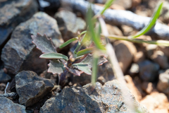 Streptanthus barbiger