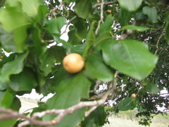 Sarcomphalus joazeiro