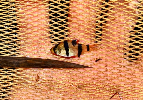Halve-tijgerbarbeel (Puntigrus partipentazona) — Cyprinidae — 5
