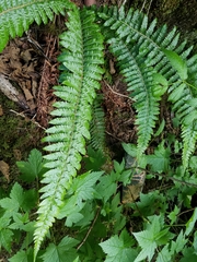 Polystichum setigerum