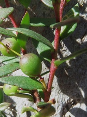 Persoonia acuminata