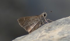 Amblyscirtes oslari