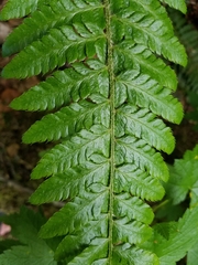 Polystichum setigerum