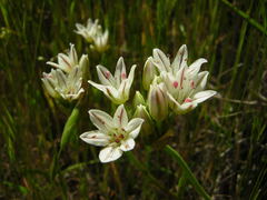 Allium lacunosum
