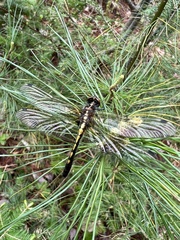 Leucorrhinia intacta