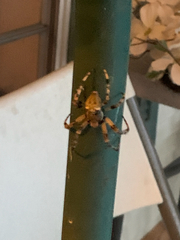 Araneus bicentenarius
