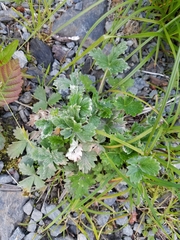 Potentilla × villosula