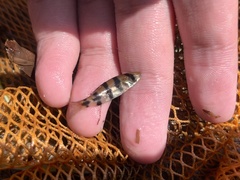 Desmopuntius johorensis