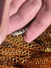 Desmopuntius johorensis