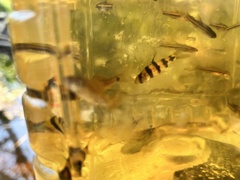 Desmopuntius johorensis