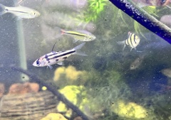 Desmopuntius johorensis