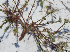 Image of Paronychia erecta