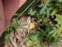 Tridax procumbens