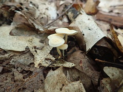 Marasmius delectans