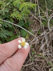 Tridax procumbens