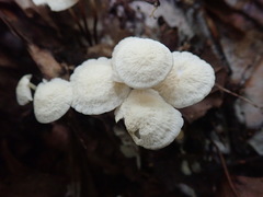 Marasmius delectans