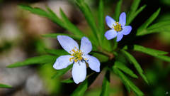 Anemonoides caerulea