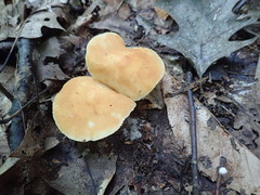 Marasmius strictipes