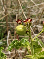 Jatropha gossypiifolia
