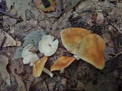 Marasmius strictipes