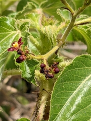 Jatropha gossypiifolia