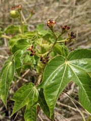 Jatropha gossypiifolia