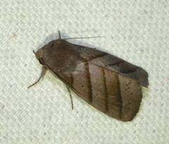 Asta quadrilinea