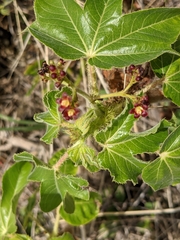 Jatropha gossypiifolia