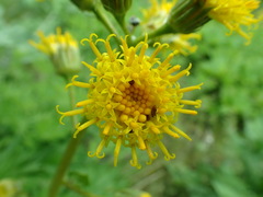 Cacaliopsis nardosmia