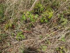 Jatropha gossypiifolia
