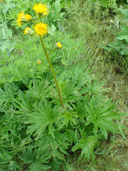 Cacaliopsis nardosmia