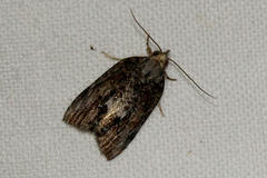 Etanna clopaea