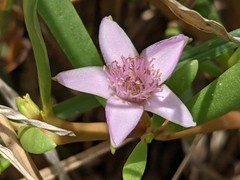Sesuvium portulacastrum