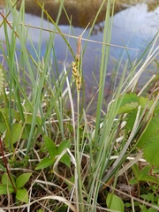 Carex livida