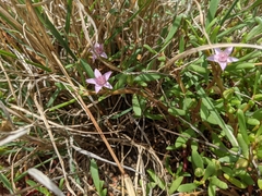 Sesuvium portulacastrum