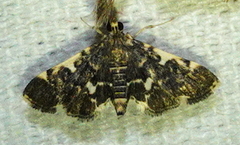 Piletocera sodalis