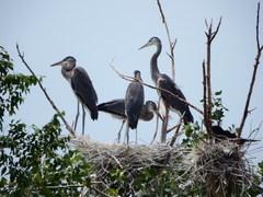 Ardea herodias