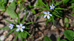 Anemonoides caerulea