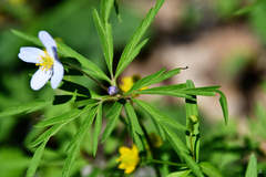 Anemonoides caerulea