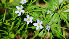 Anemonoides caerulea