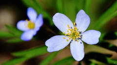 Anemonoides caerulea