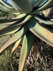 Aloe