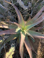 Aloe