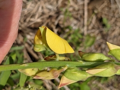 Crotalaria retusa