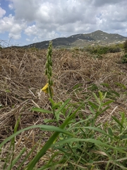 Crotalaria retusa