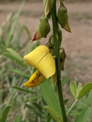 Crotalaria retusa