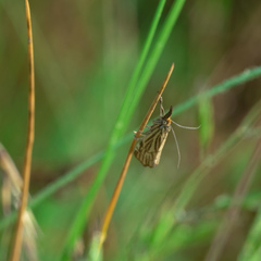 Chrysocramboides craterella