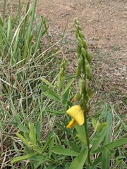 Crotalaria retusa